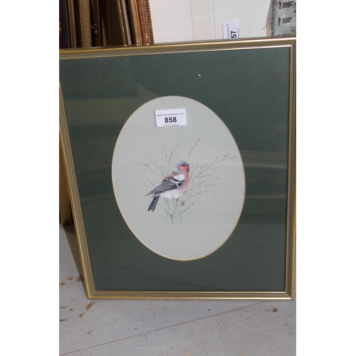 858 - S.P. Shotter, watercolour, study of a chaffinch, signed and dated 1981, 23cms x 17cms, oval mounted ... 