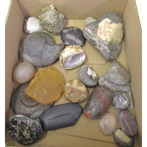 132 - Small fossil collection including two ammonites