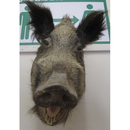 1580 - Taxidermy wall mounted wild boar head