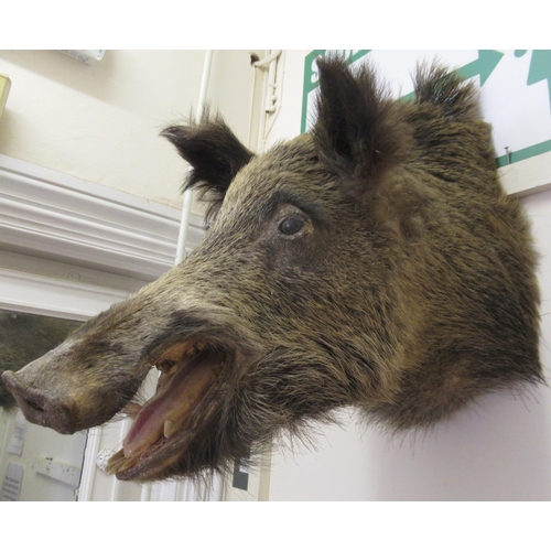 1580 - Taxidermy wall mounted wild boar head