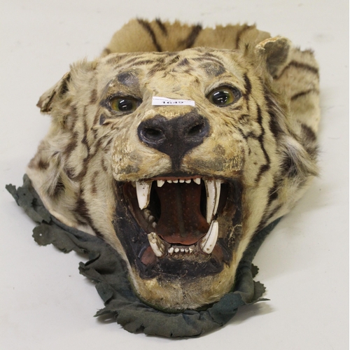 1649 - Late 19th / early 20th Century taxidermy tiger's head