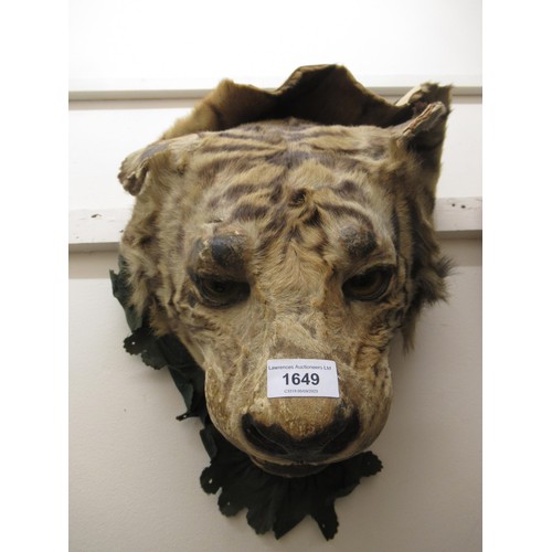 1649 - Late 19th / early 20th Century taxidermy tiger's head