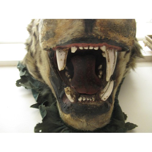 1649 - Late 19th / early 20th Century taxidermy tiger's head