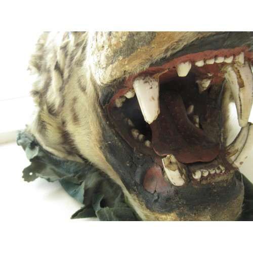 1649 - Late 19th / early 20th Century taxidermy tiger's head