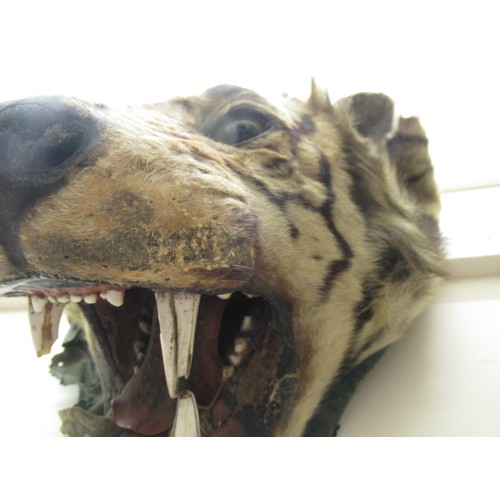 1649 - Late 19th / early 20th Century taxidermy tiger's head