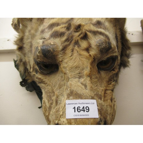 1649 - Late 19th / early 20th Century taxidermy tiger's head