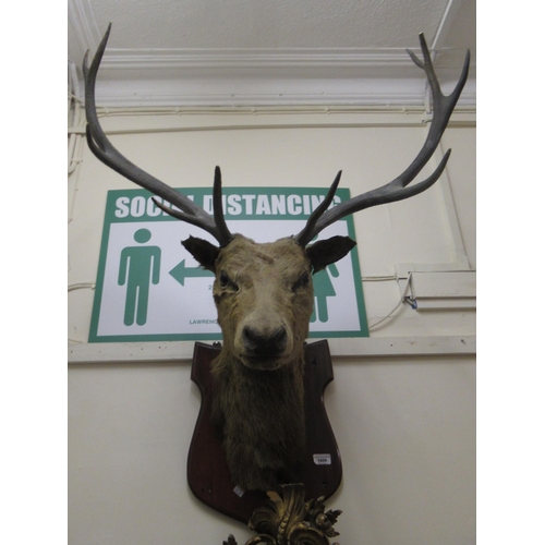 1606 - Taxidermy ten point stag's head mounted on a shield shaped plaque