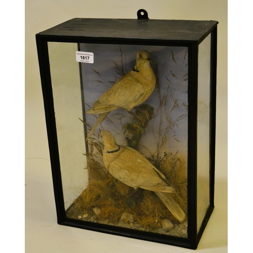 1617 - Taxidermy pair of Eurasian collared doves, in a glazed display case, 32 x 44cm