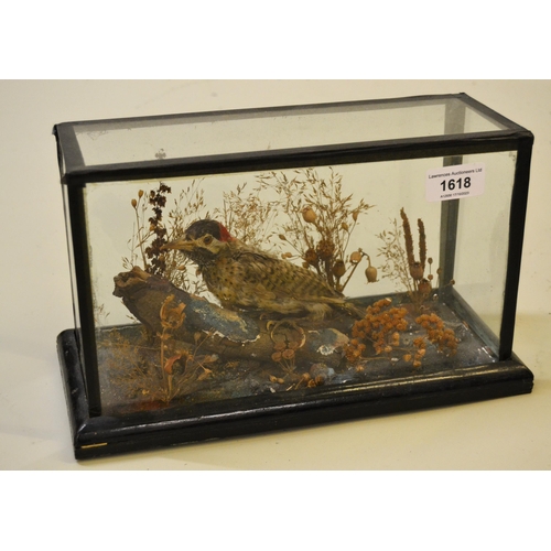 1618 - Taxidermy, Juvenile Woodpecker, in a glazed display case, 30 x 13cm