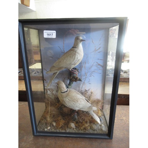 1617 - Taxidermy pair of Eurasian collared doves, in a glazed display case, 32 x 44cm