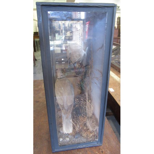 1617 - Taxidermy pair of Eurasian collared doves, in a glazed display case, 32 x 44cm