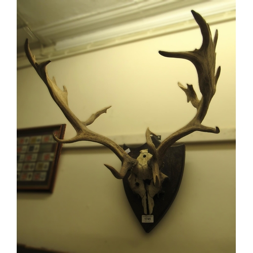 1745 - Pair of late 19th / early 20th Century deer antlers mounted as a wall trophy, 50cm wide approximatel... 