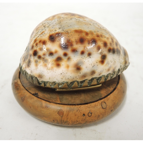 335 - Brass mounted cowrie shell snuff box, together with a circular burr wood snuff box