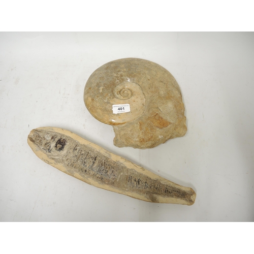 401 - Fossil marble ammonite, 25cm wide, together with a fish fossil, 37cm wide