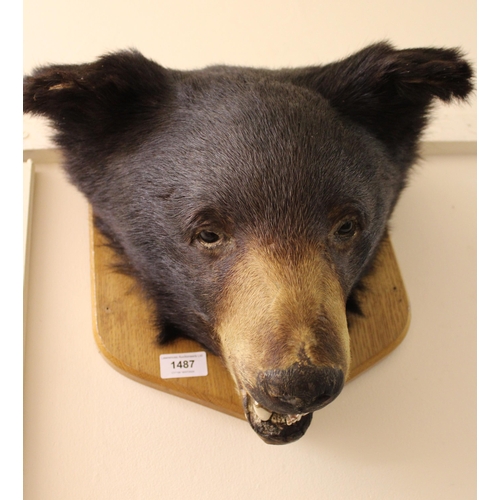 1487 - Taxidermy head of a brown bear mounted on an oak shield