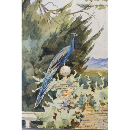 921 - Small unframed watercolour, study of a peacock in a garden, small cut-out silhouette of two children... 