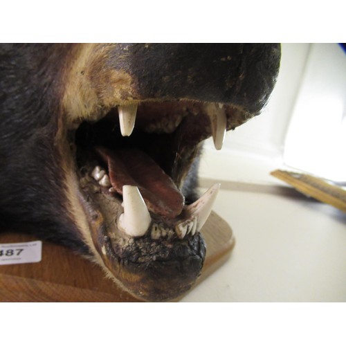 1487 - Taxidermy head of a brown bear mounted on an oak shield