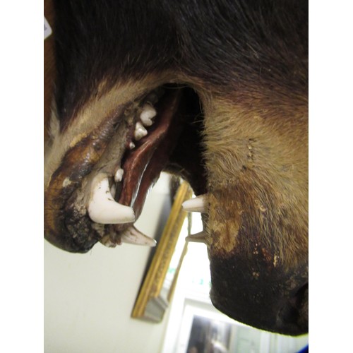 1487 - Taxidermy head of a brown bear mounted on an oak shield