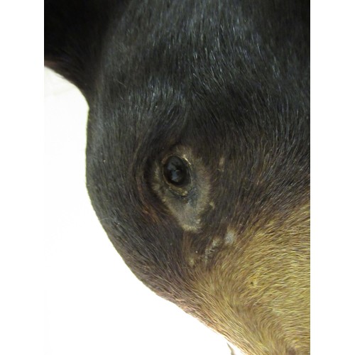 1487 - Taxidermy head of a brown bear mounted on an oak shield