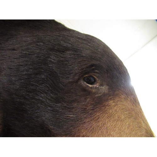 1487 - Taxidermy head of a brown bear mounted on an oak shield