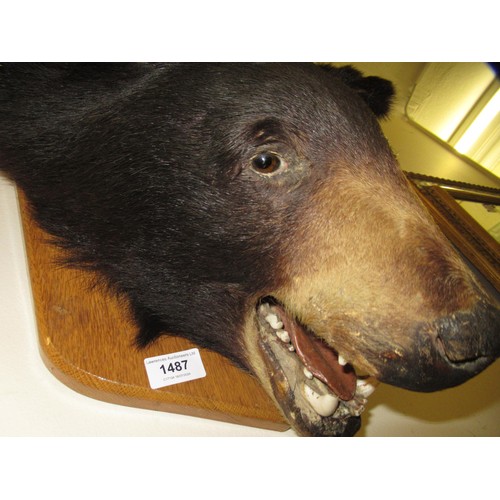 1487 - Taxidermy head of a brown bear mounted on an oak shield