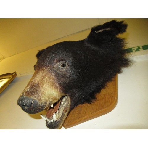 1487 - Taxidermy head of a brown bear mounted on an oak shield