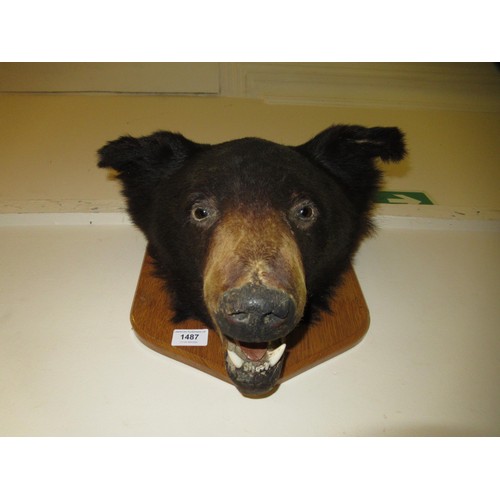 1487 - Taxidermy head of a brown bear mounted on an oak shield