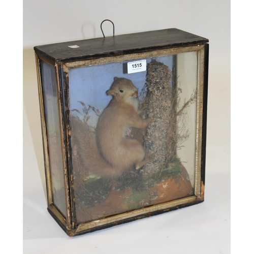 1515 - Taxidermy figure of a red squirrel, housed in an ebonised case