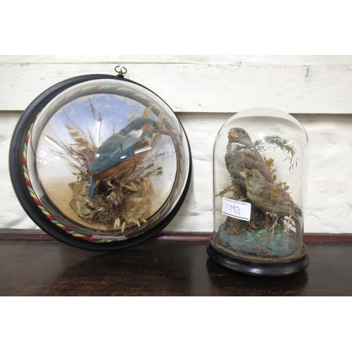 1793 - Taxidermy Kingfisher in a circular dome display case, together with two small taxidermy birds beneat... 