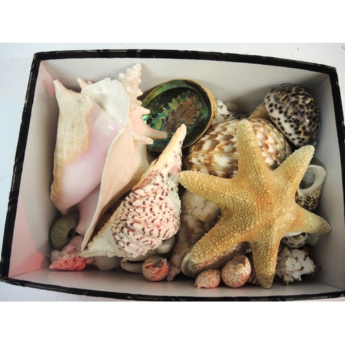 165 - Large collection of various seashells housed in a pottery wash basin and a small box