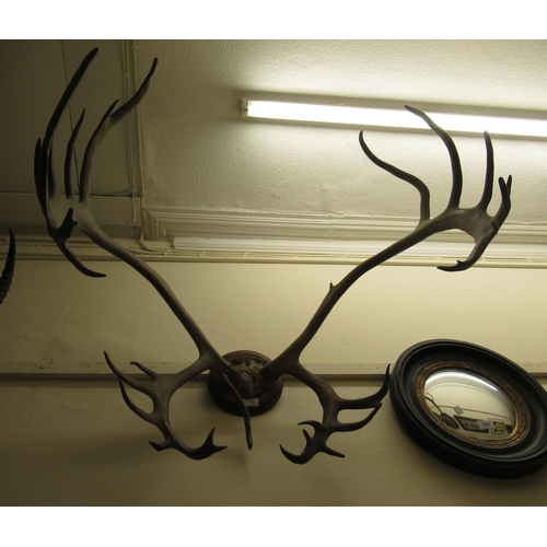 1759 - Pair of late 19th / early 20th Century large taxidermy mounted caribou antlers on circular turned st... 