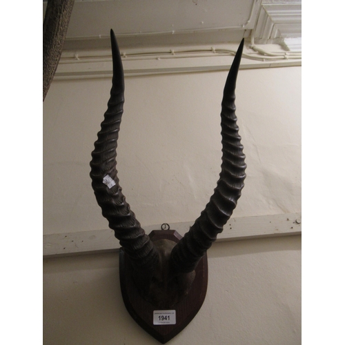 1941 - Pair of antelope horns, mounted on a oak shield