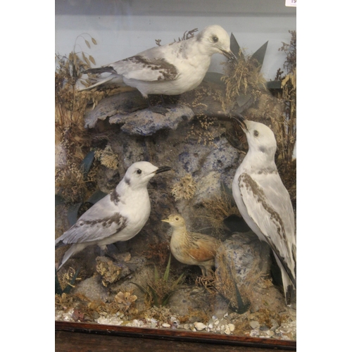 1942 - Taxidermy group of sea birds in a glazed case