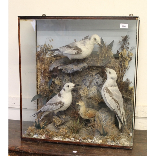 1942 - Taxidermy group of sea birds in a glazed case