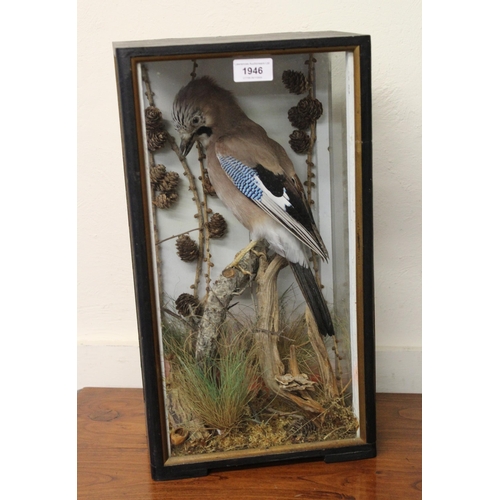 1946 - Taxidermy figure of a Jay, house in a glazed cabinet