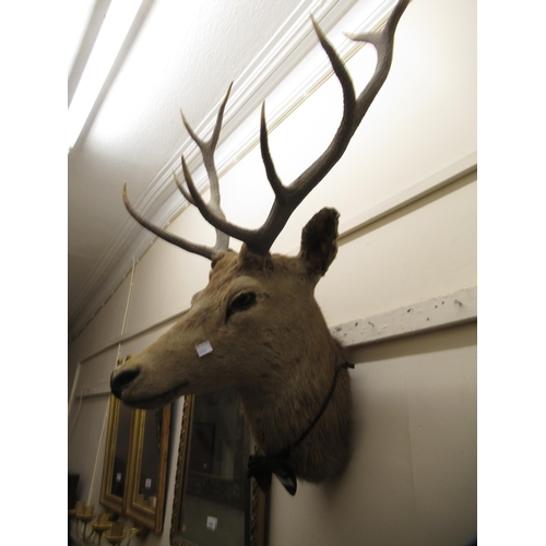 1788 - Antique taxidermy stags head, 19cm high