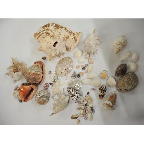 308 - Box containing a quantity of various large and smaller seashells