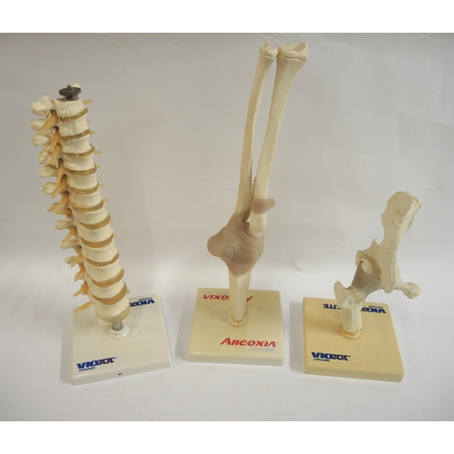 323 - Three vintage Drug Company bone structure models, the tallest 37cm