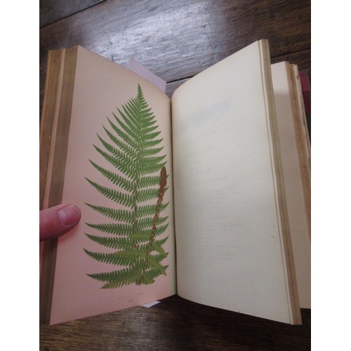 394 - E.J. Lowe, two volumes, ' Our Native Ferns ' with colour plates, published Groombridge and Sons, Lon... 