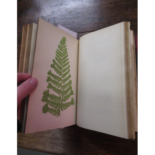 394 - E.J. Lowe, two volumes, ' Our Native Ferns ' with colour plates, published Groombridge and Sons, Lon... 