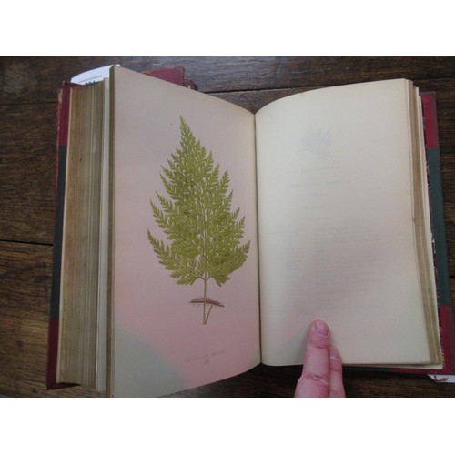 394 - E.J. Lowe, two volumes, ' Our Native Ferns ' with colour plates, published Groombridge and Sons, Lon... 