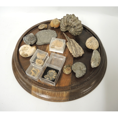 176 - Glass display dome housing a collection of various ammonite fossils