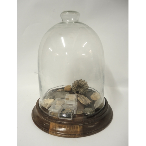 176 - Glass display dome housing a collection of various ammonite fossils