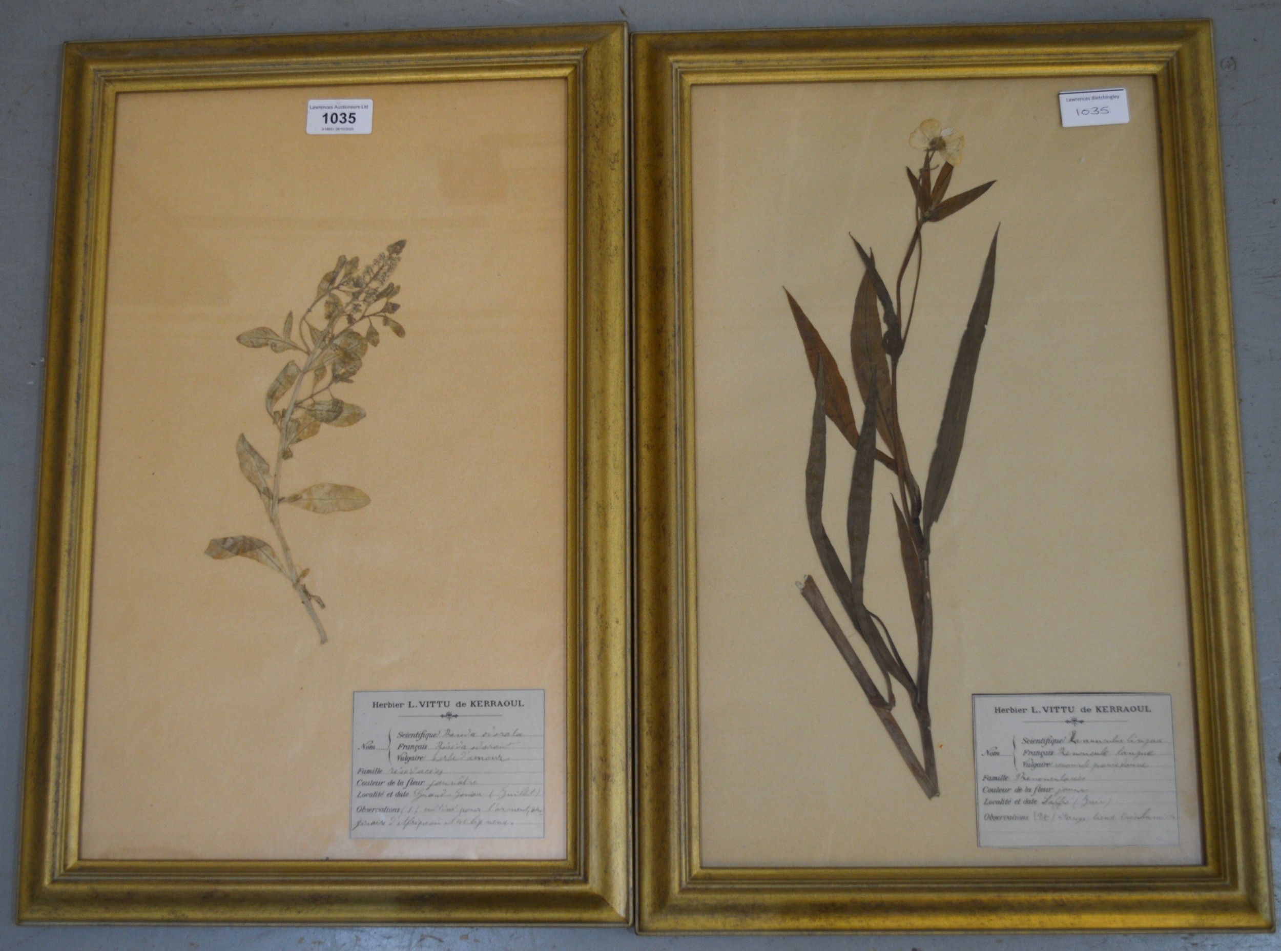 Pair of framed botanical specimens with original labels, 44 x 26cm ...