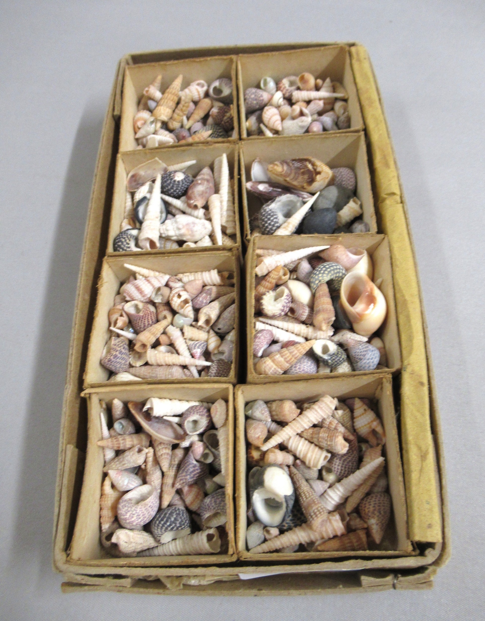 Box containing a collection of miniature seashells