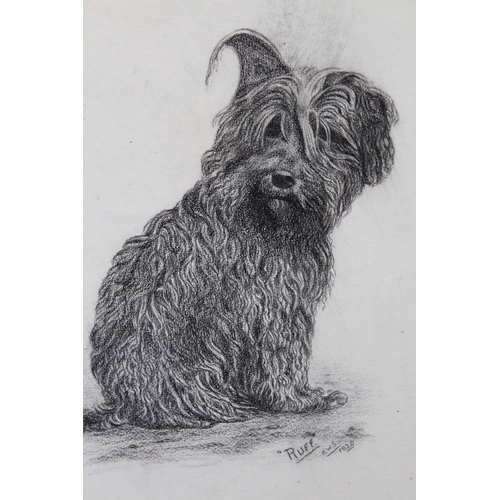 Pencil drawing study of a terrier ' Ruff ', signed with initials A. W ...