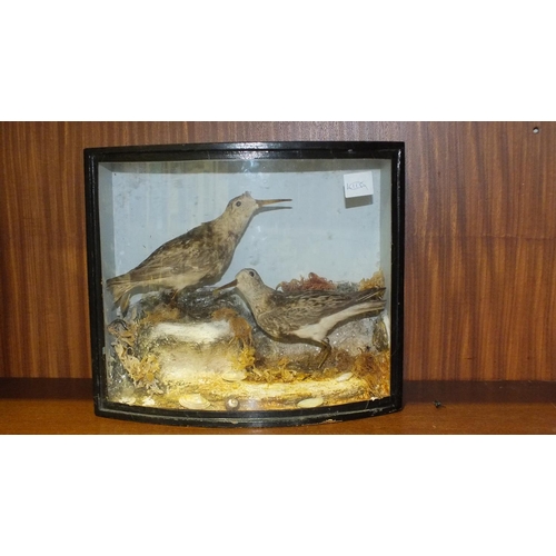 137 - A pair of taxidermied sanderlings, on naturalistic ground, cased, 27cm wide, 23.5cm high.