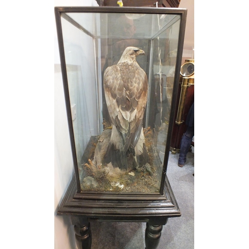 851 - Taxidermy, a good Victorian example of a Golden Eagle, head facing right, standing with wings folded... 