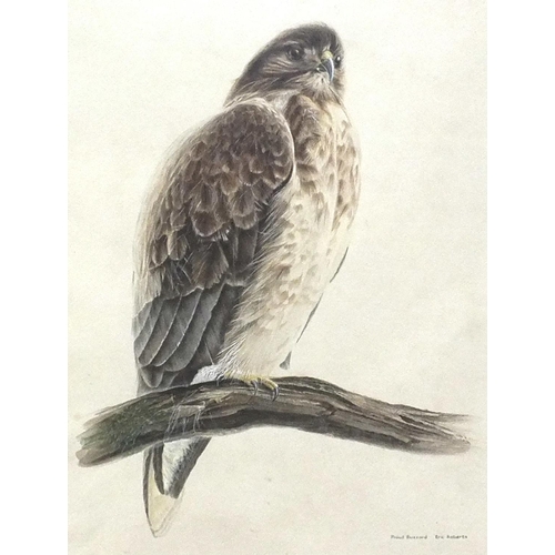 187 - Eric Roberts, PROUD BUZZARD, watercolour, signed and titled,  48 X 35cm and seven botanical watercol... 