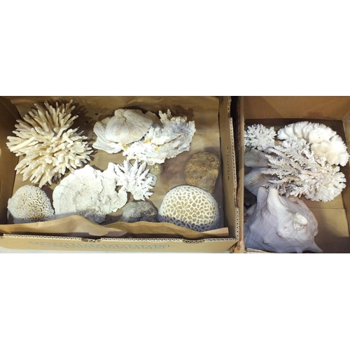 187 - A collection of coral, two sea shells, etc.